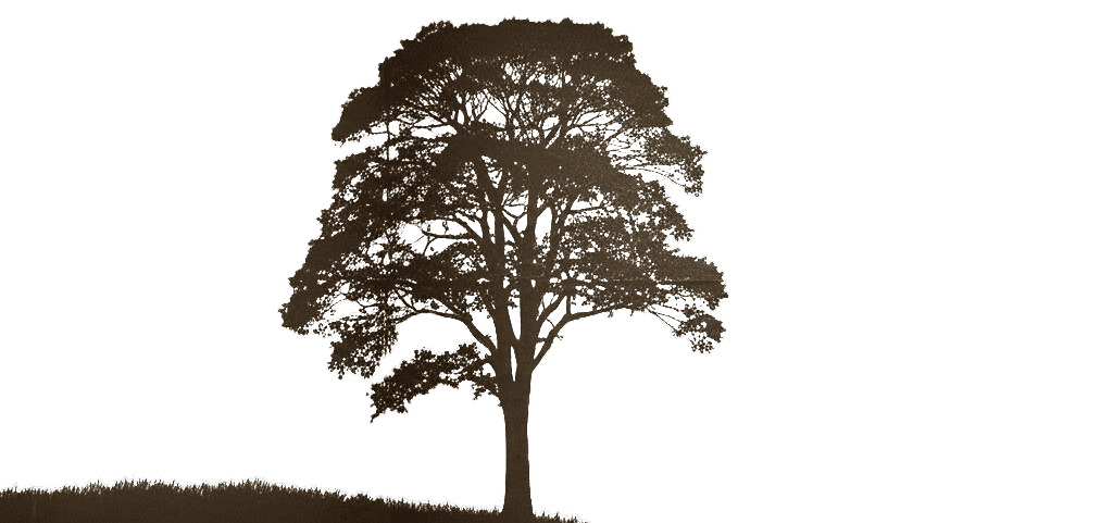 Tree silhouette